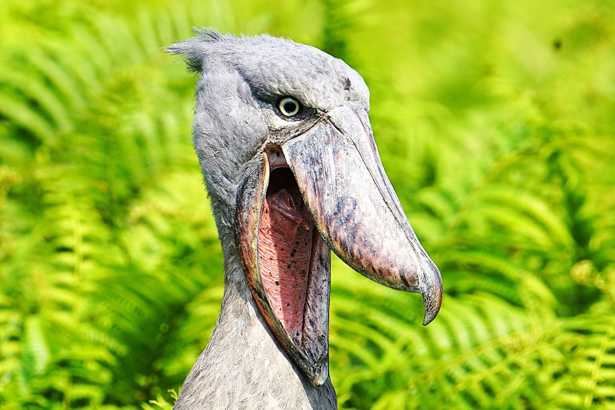 Close-up of a Shoebill with its bill open
