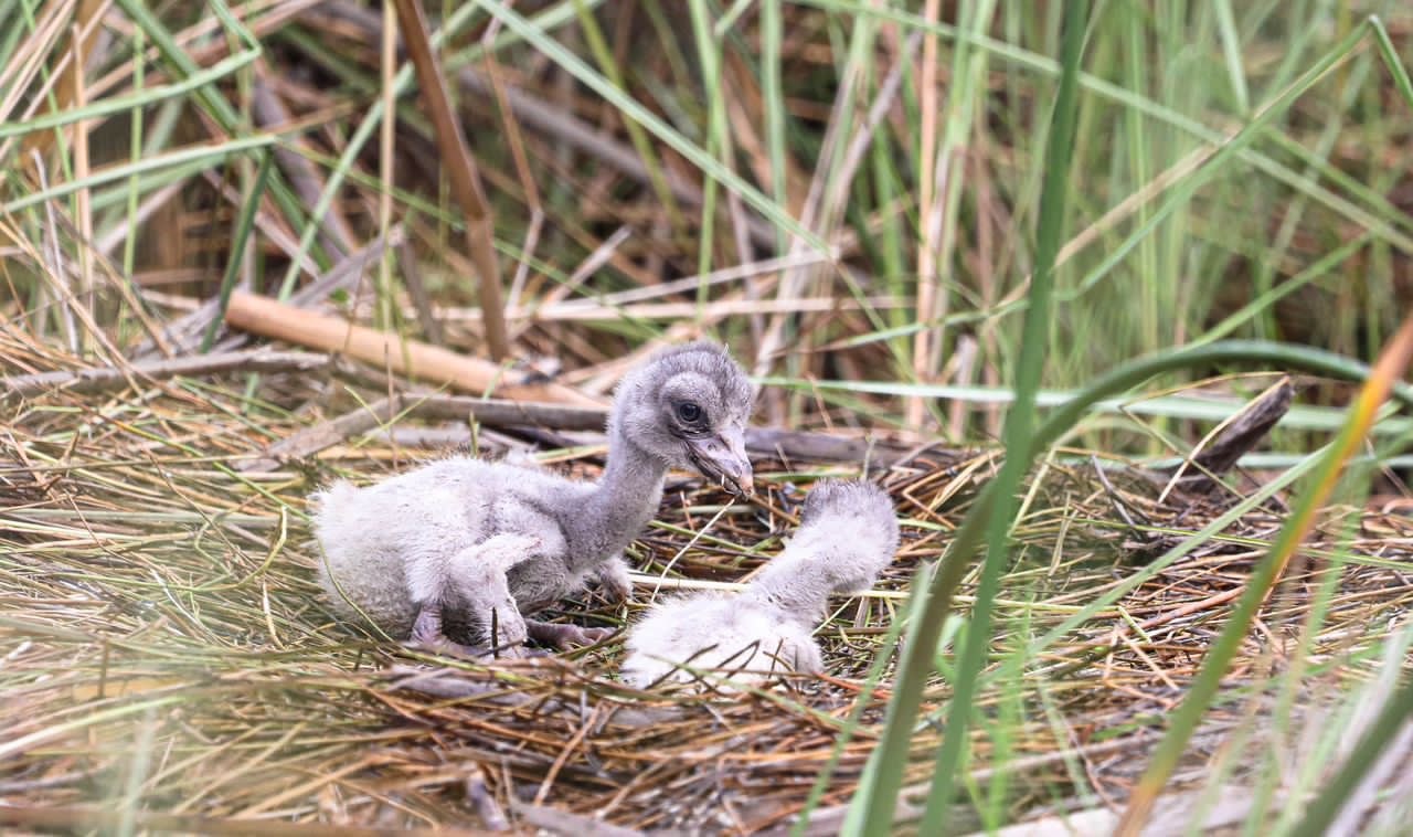 Shoebill chicks in a wetland nest