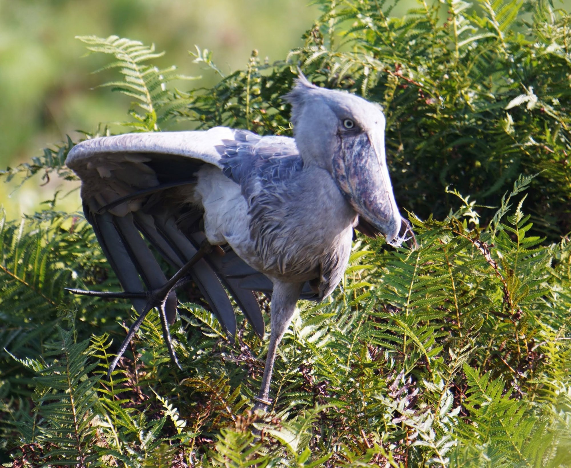Shoebill walking through ferns