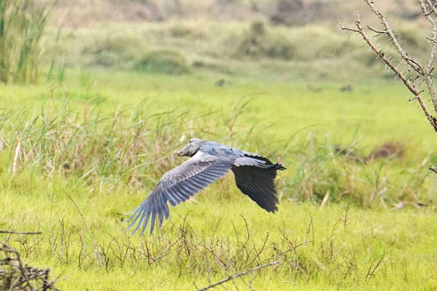 Shoebill flying low over wetland grass