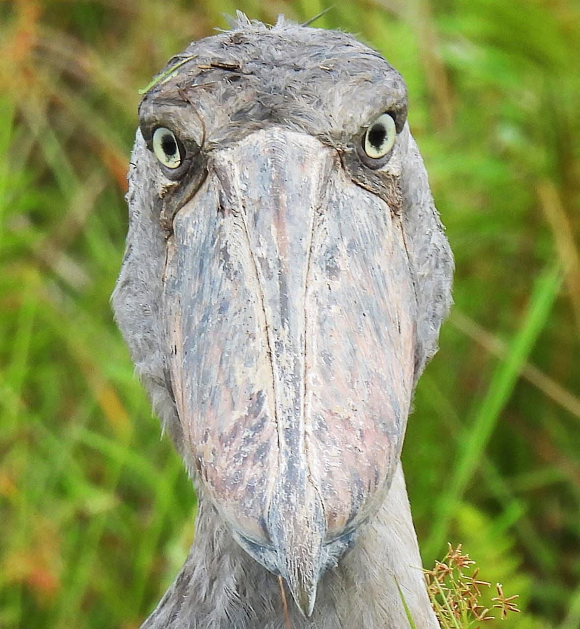 Close portrait of a Shoebill stork