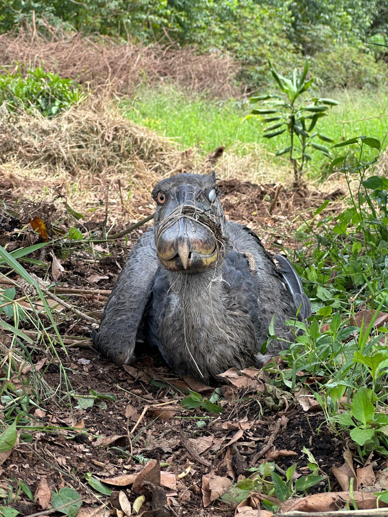 Shoebill rescued by Save Shoebill Conservation Project