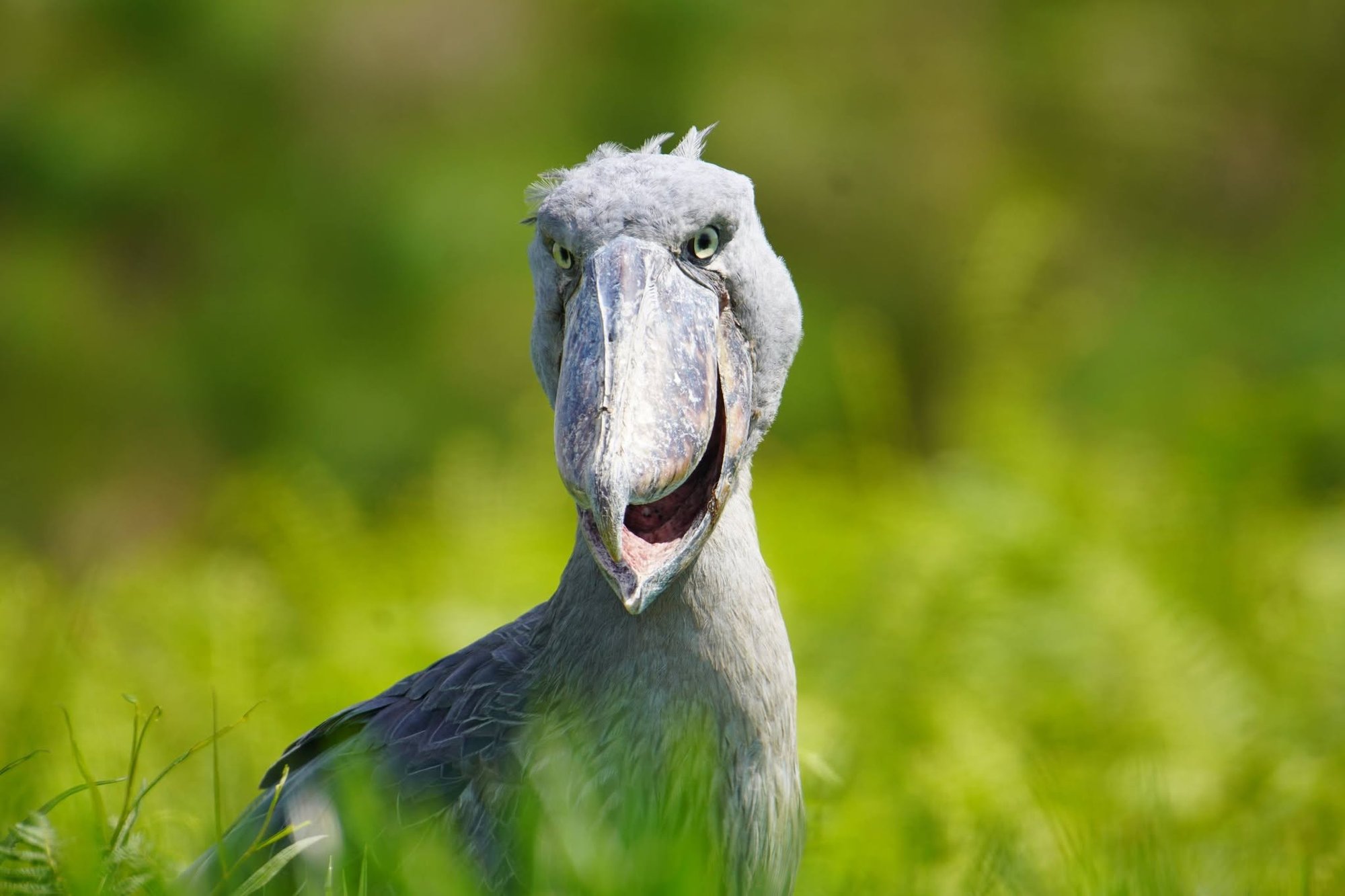 Shoebill stork facing the camera in a wetland