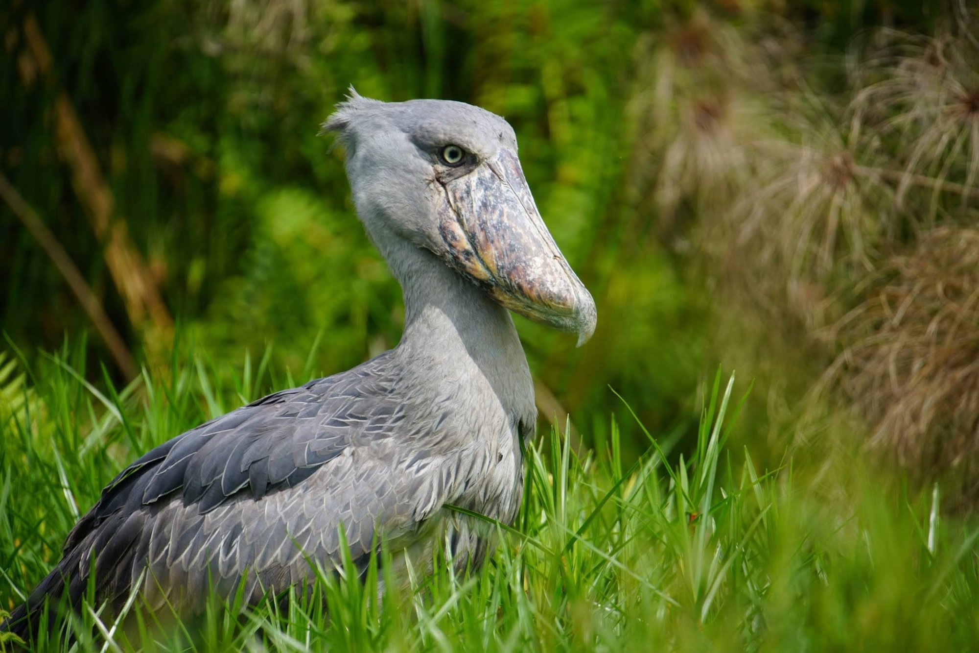 Shoebill stork portrait — photo © Hans Hillewaert / CC BY-SA