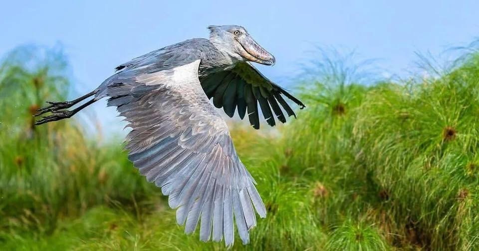 Shoebill stork in flight with wings spread over papyrus